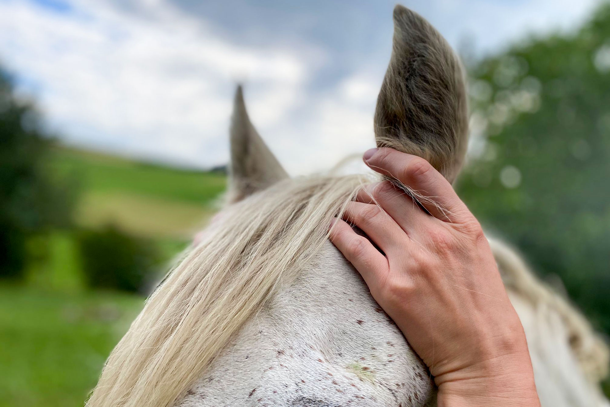 Female vet with woman looking at horse leg