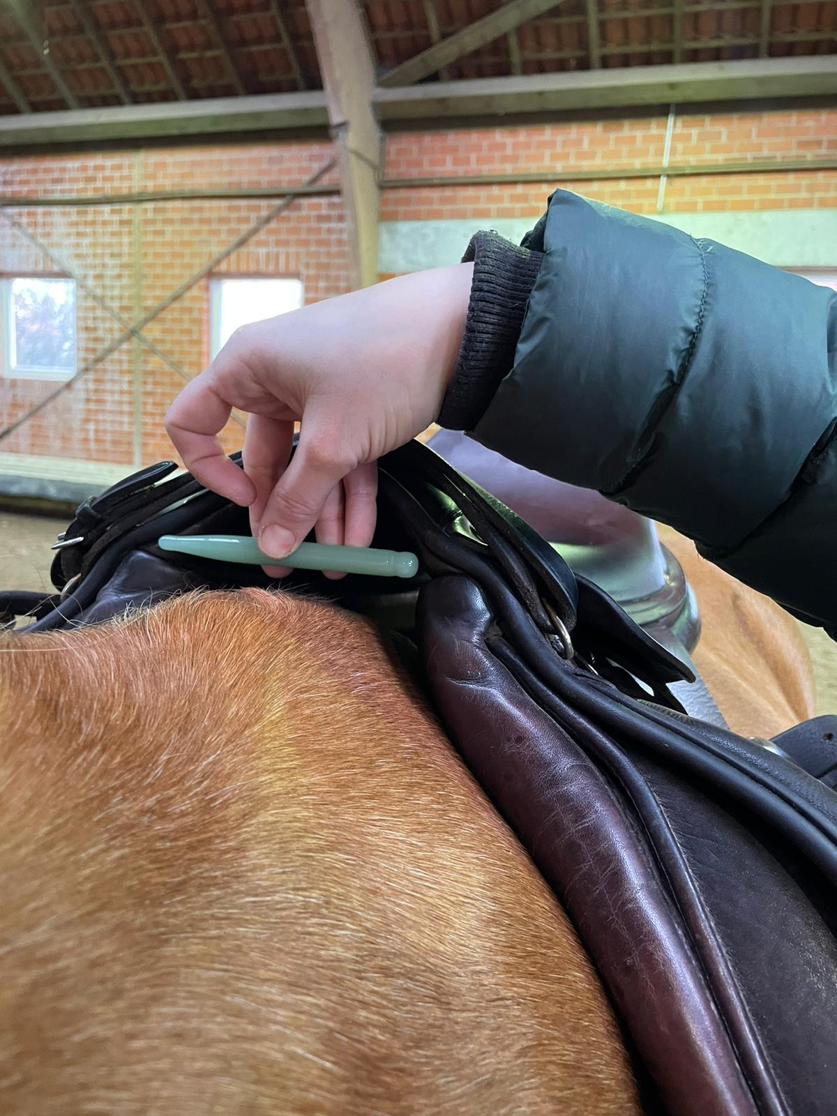 big dog lying on the floor and gets a massage on its thight