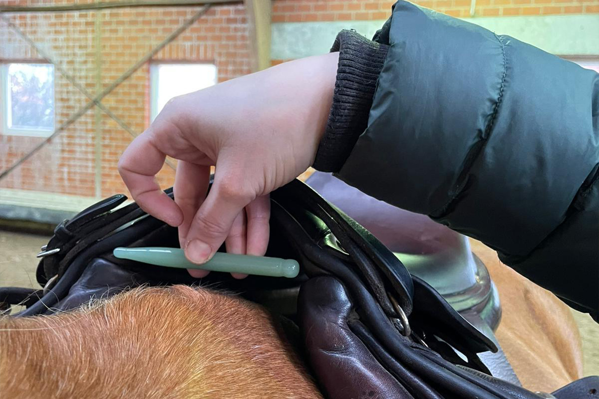 pet physical therapist make massage for beagle dogs. Physiotherapy in veterinary clinic